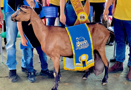 Governo do Estado promove Fampress para a Festa da Cabra Rainha, em Santo André